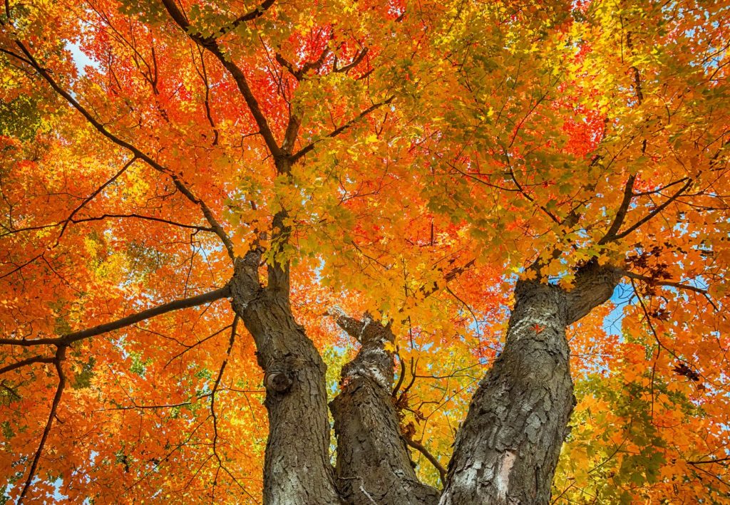 common problems of sugar maple trees in missouri common problems of sugar maple trees in missouri