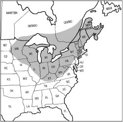 Maple tree ID - Massachusetts Maple Producers Association